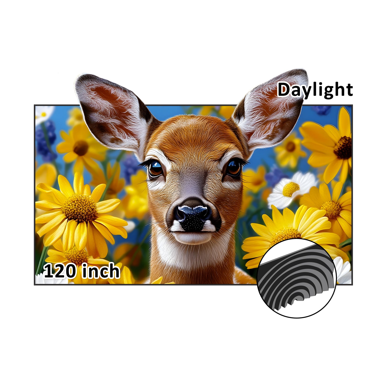 The concentric circle structure of the 120-inch daylight Fresnel screen is projecting a sika deer projection.