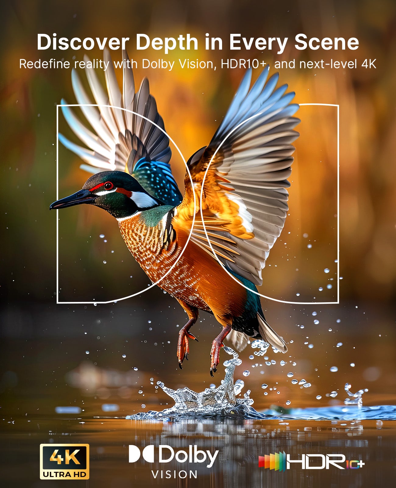 Aurora Pro MKII 4K Dolby Vision HDR10+ delivers rich, colorful kingfisher image.